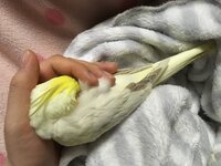 オカメインコ雛返りについての質問です 今生後二ヶ月と二週目のオカメイン Yahoo 知恵袋