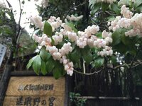 この鈴みたいな花の名前は何ですか ツツジ科のアセビです Yahoo 知恵袋