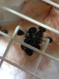 ウサギの糞尿画像注意です 2ヶ月半のオスのミニウサギを飼って Yahoo 知恵袋