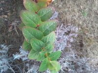 ヒペリカムの小さい鉢を育てています 実が終わって色が赤から黒くなっ Yahoo 知恵袋