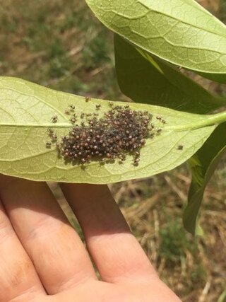 柿の木にいるこの虫は何という虫ですか 種類まではわかりませんが Yahoo 知恵袋