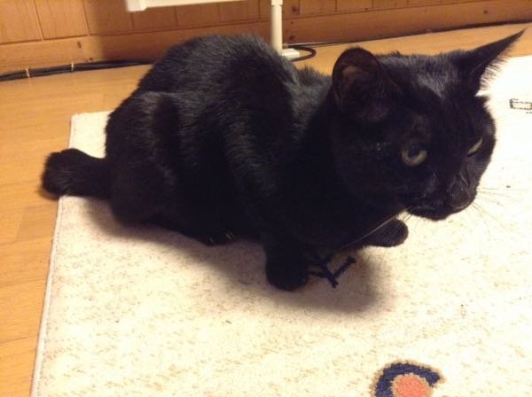 猫の体重が3キロしかない T T 大丈夫 月齢何ヶ月ですか 雄 Yahoo 知恵袋