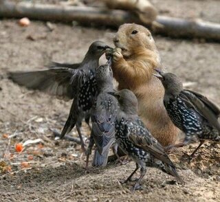 この写真の鳥は ホシムクドリ 星椋鳥 ですか ホシガラス 星鴉 ヒヨ Yahoo 知恵袋