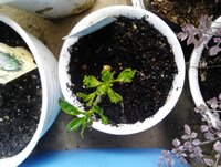 不要になった園芸土 ガーデニング用土を回収してくれるホームセンターがある Yahoo 知恵袋