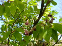 山で採取した あけび の実の種を植えて 栽培をしたいのですが 何か参考になる方 Yahoo 知恵袋