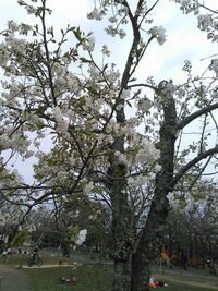 白い桜が咲いていました 名前を教えて下さい はい 大島桜なのでは H Yahoo 知恵袋