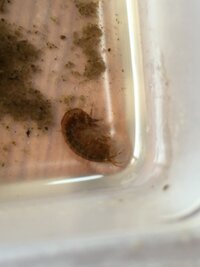 近所の沼でめだかをとっている時に 一緒に網に入ったエビのようなこの生き Yahoo 知恵袋