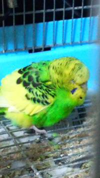 助けてください セキセイインコのピーちゃんがすごく弱って眠そうで毛 Yahoo 知恵袋