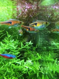 熱帯魚の繁殖についてです ラスボラ エスペイを繁殖することができ Yahoo 知恵袋