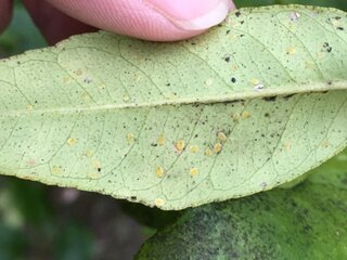 庭に植えているレモンの木の葉っぱの裏に こんな虫 卵 がたく Yahoo 知恵袋