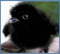 これは何の鳥ですか 黒くて目がくりくりしてて ふわふわで こんな Yahoo 知恵袋