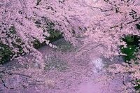 花曇り 花冷え 花筏など 桜の花に関する言葉は他に何がありま Yahoo 知恵袋