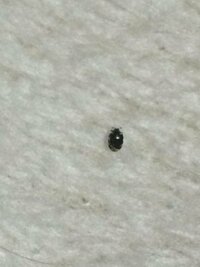 自分の部屋の布団周りによくこの虫が出ます。 これはなんでしょうか？
てんとう虫のような斑点のある虫です
