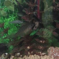 群馬県または埼玉県でメダカを取れる場所ありますか なるべく群馬の情報が欲し Yahoo 知恵袋