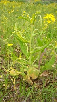 この前 菜の花を抜いて太い茎をポキッと折ったら白いふわふわしたの Yahoo 知恵袋