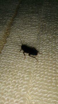 自宅の部屋でヤマトゴキブリの雌と思われる虫を見つけました 駆除しようとしたところ 教えて 住まいの先生 Yahoo 不動産