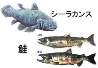 シーラカンスは旬のお魚ですか シーラカンスは浮き袋代わりにろ Yahoo 知恵袋