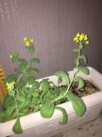小松菜を家で育てています 放置していたら花が咲いていました Yahoo 知恵袋