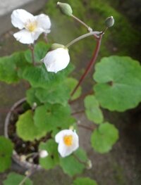 花の名前を教えて下さい 今の時期に咲く白い可愛い花です 写真を添付しま Yahoo 知恵袋