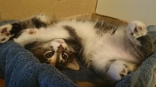 猫の性格 避妊手術すると変わる 避妊手術をすると 猫の性格が変わるこ Yahoo 知恵袋