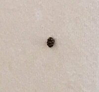虫の写真すみません。 最近この小さい虫が家の壁によく張り付いてるのですが(これ4匹目くらい)この虫はなんですか。。
すぐつぶしました(｡-_-｡)