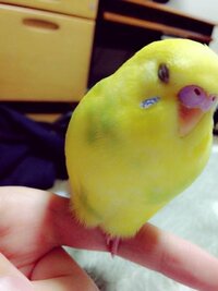 鳥って寝る時 片足上げて寝ますよね どうしてか分かる方いますか かわいいんです Yahoo 知恵袋