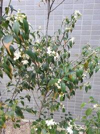 ハイノキの葉色が黄色 2年前に新築して その時に東側の玄関にシ Yahoo 知恵袋