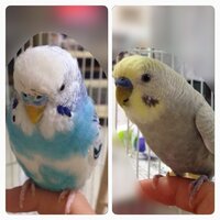 インコの糞が黒いです なんの病気が疑われるでしょうか セキ Yahoo 知恵袋