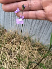 芝生の雑草の種類を教えて下さい まっすぐ細い茎cmくらい Yahoo 知恵袋