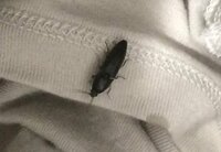 この虫なんですか？2センチくらいです。
引っ越してきてから3回くらい見ました。
今日は洗濯機回そうとしたらその服の上を歩いていました 
ゴキブリではなさそうですか黒くて気持ち悪いです… 