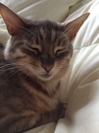 猫猫も飼い主の優先順位つける 我が家のほぼ毎日 真夜中に私だけに猫パン Yahoo 知恵袋