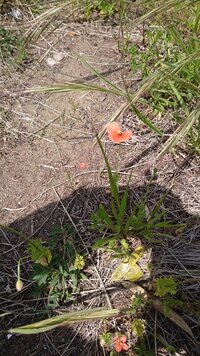 道端に咲いてるオレンジ色の小さいポピーの様な花の名前は何ですか Yahoo 知恵袋