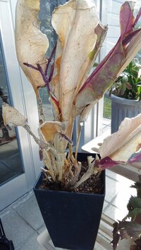 月下美人だとおもうのですが サボテンが凍傷になってしまいまし Yahoo 知恵袋