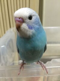 セキセイインコはどれ位で鼻の色が変わるか分かる方教えていただけますか Yahoo 知恵袋