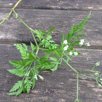 パクチー 香菜 の代用ができる野菜と言えば タイ料理が Yahoo 知恵袋