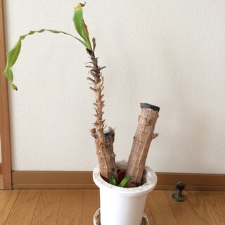 こんな状態の幸福の木があるのですが 剪定と植え替えはどうしたら良いです Yahoo 知恵袋