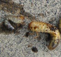 コガネムシの幼虫が大切な植物の根を傷つけ 困っています 写真 Yahoo 知恵袋