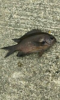 餌とりといわれるこの魚はなんと言う魚ですか 食べれますか スズメ Yahoo 知恵袋