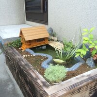 コキアの植え方 先日ホームセンターで可愛らしい形に惹かれコキアの苗を買いま Yahoo 知恵袋