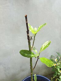 アボカドの剪定について 種から育てて３年目の鉢植えアボカドが Yahoo 知恵袋
