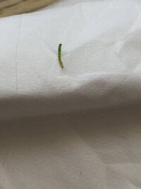 ゴーヤの害虫 ウリノメイガ の対策 家庭菜園初心者の者です Yahoo 知恵袋