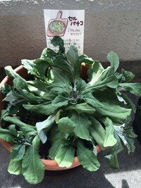 萎れたセルバチコ ルッコラ の株少し出掛けている隙に母が勝手にセル Yahoo 知恵袋