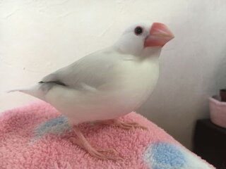 開ける 文鳥 口 を