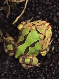 ツノガエルの冬眠について 飼っているファンタジーツノガ Yahoo 知恵袋