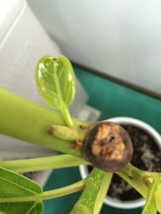 アルテシマ植え替えをして葉先が茶色くなってしましたた 3日前 Yahoo 知恵袋