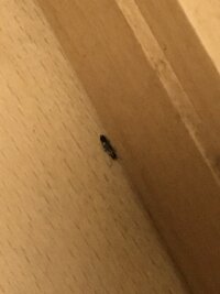 家の床に小さな黒い虫が大量発生しました ちょっと目を離したすきに湧きます 羽なの 教えて 住まいの先生 Yahoo 不動産