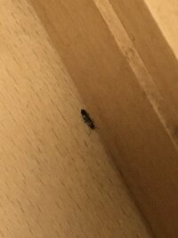 小さな黒い虫 布団 小さい黒い虫