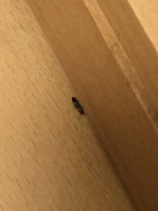 家の床に小さな黒い虫が大量発生しました ちょっと目を離したす Yahoo 知恵袋