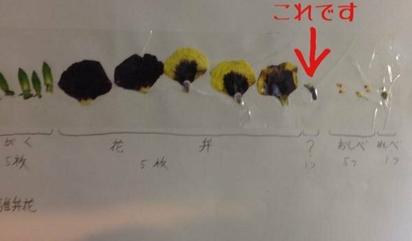 学校の理科の授業でパンジーの花を分解し並べて各部分の名前を調べました Yahoo 知恵袋