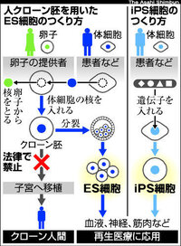 女性の細胞から精子を作ることは可能ですか 精子は特殊な細胞と説明され Yahoo 知恵袋